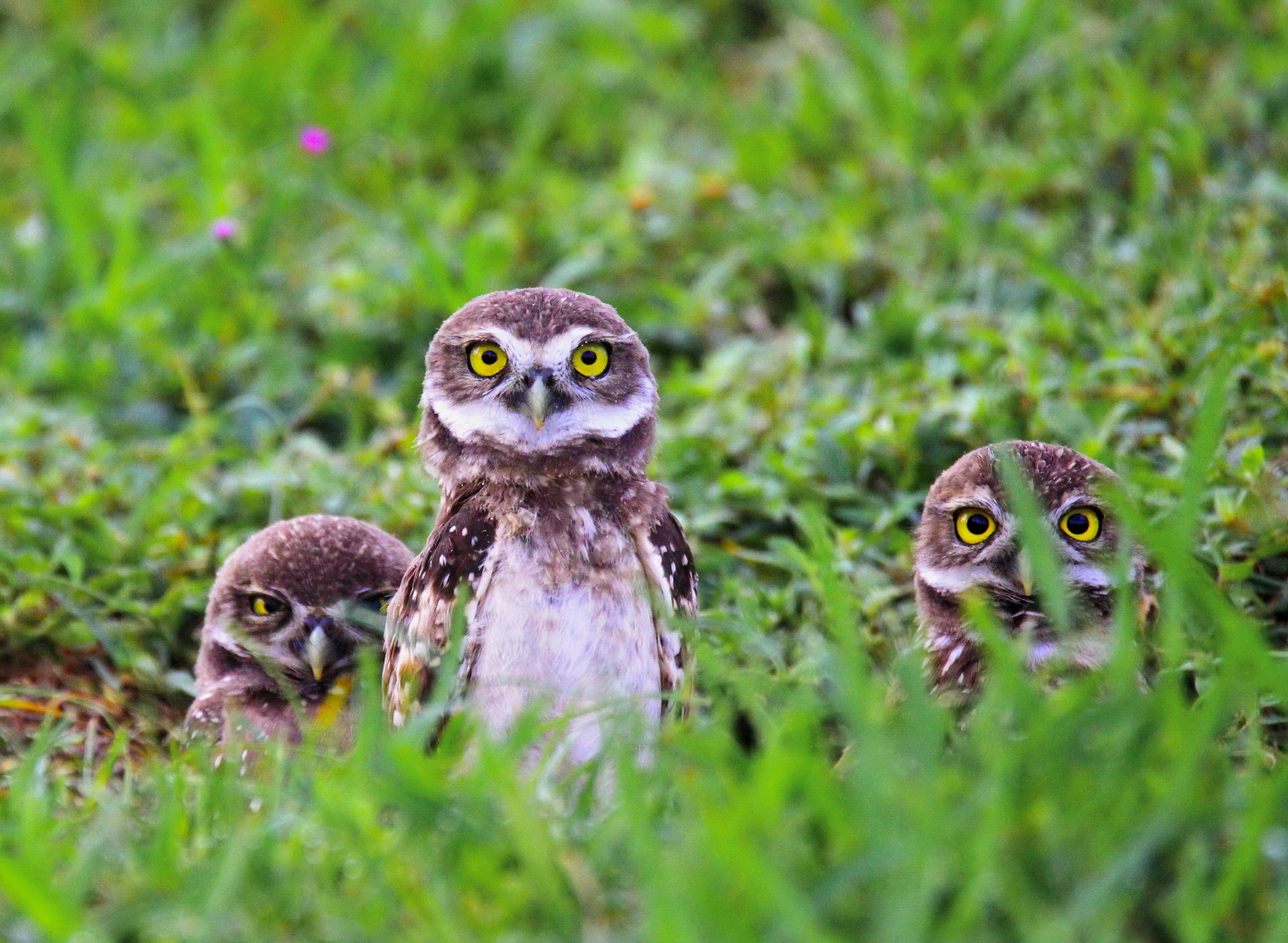 Burrowing Owl Photo: Erin Smith/Audubon Photography Awards